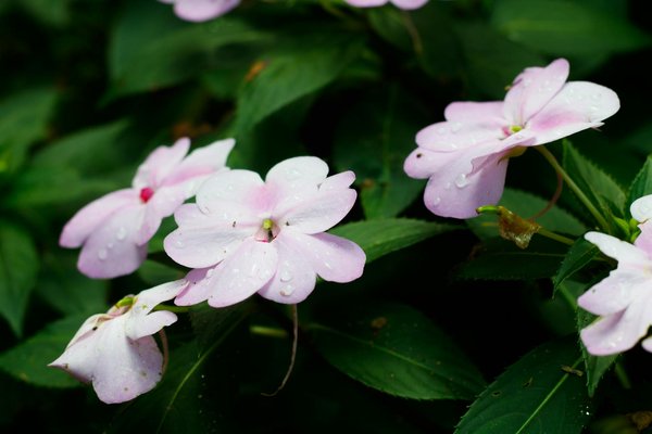 Create a pollinator haven in your urban uk garden: best plant species to attract bees and butterflies